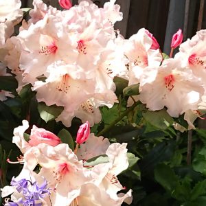 Rhododendron