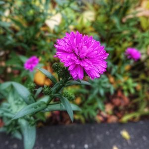 Flower Aster