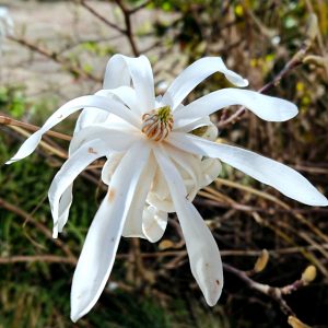 White flower