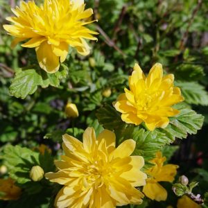 Yellow flower