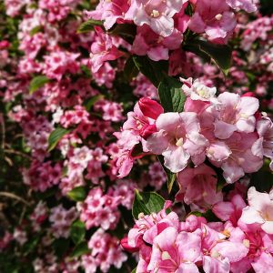 Hanging flowers